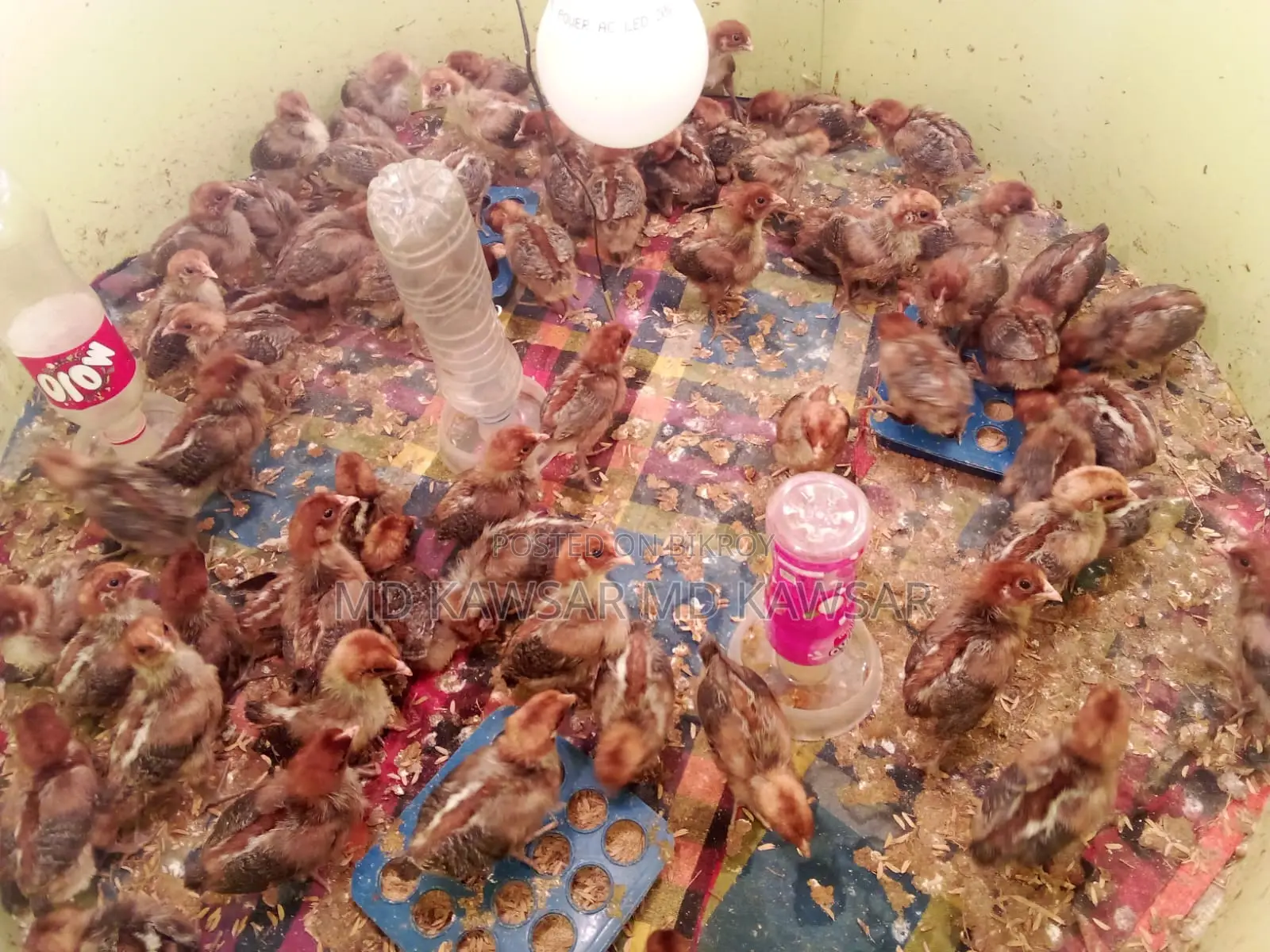 High-Quality Egyptian Fayoumi Chickens and Chicks - Sonagazi, Feni