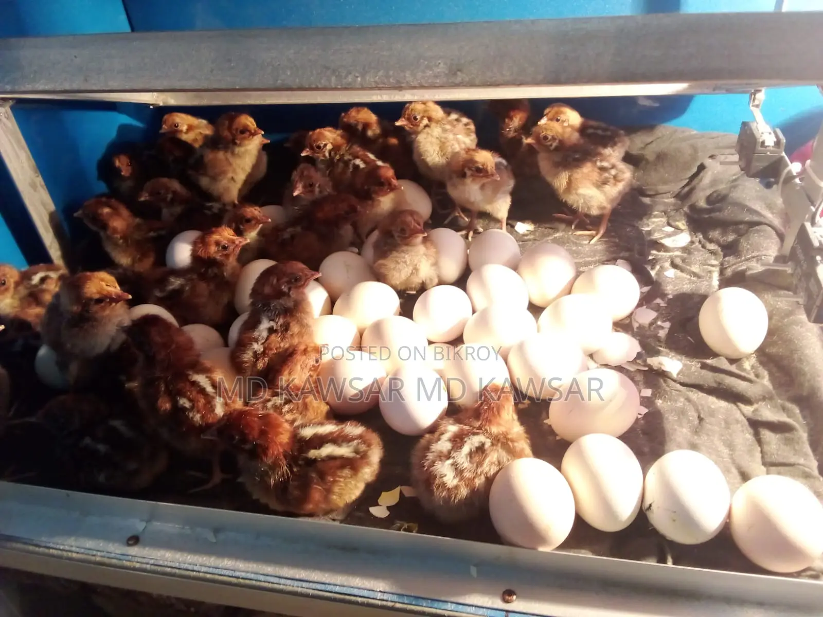 High-Quality Egyptian Fayoumi Chickens and Chicks - Daganbhuiyan, Feni