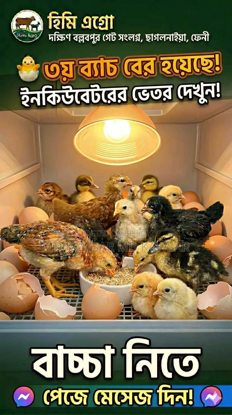 High-Quality Egyptian Fayoumi Chickens and Chicks - Fulgazi, Feni