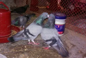 রেসার অরিজিনাল রানিং জোড়া