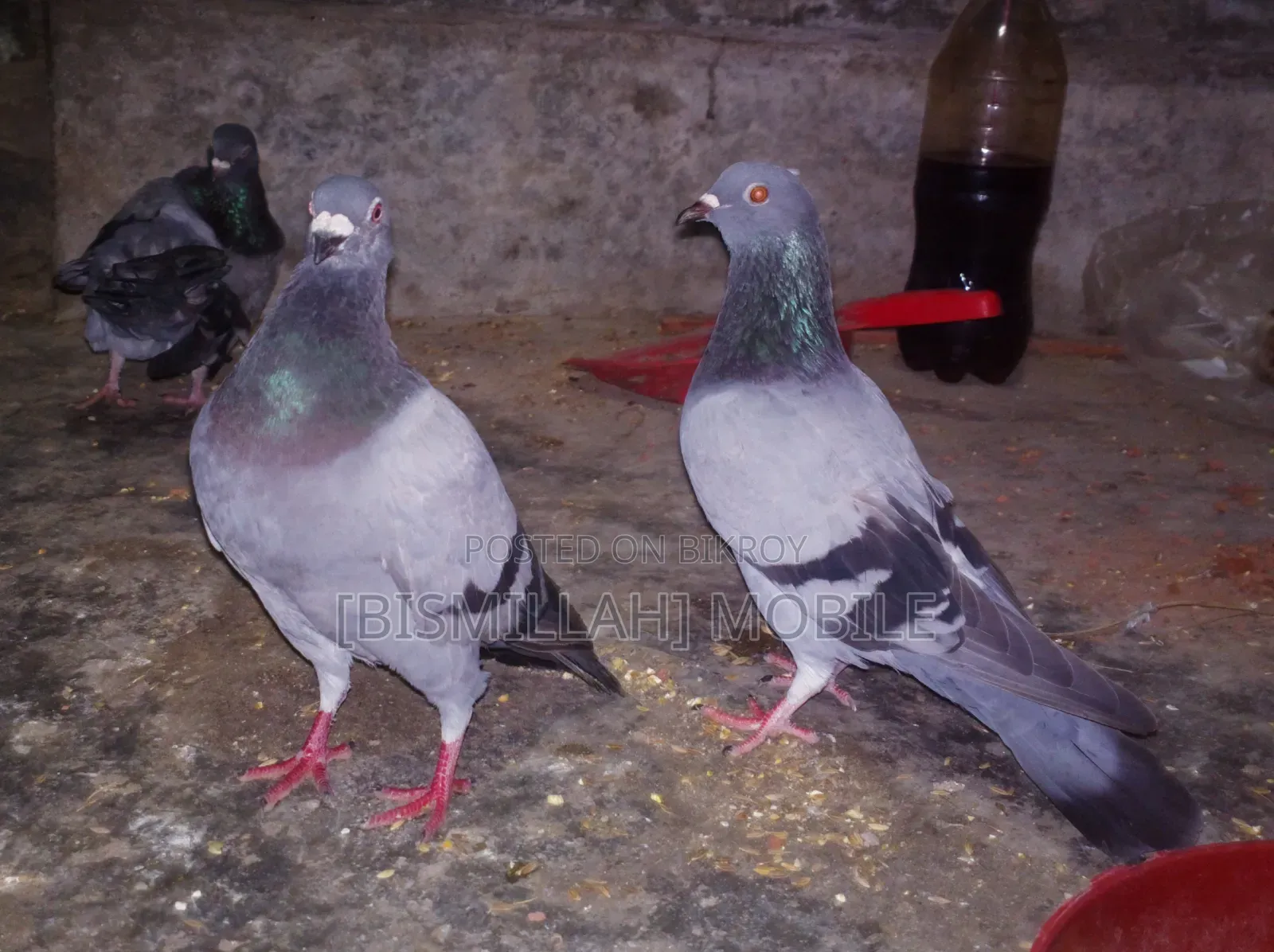 Racer Original Running Pair