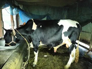 কুরবানীর গরু