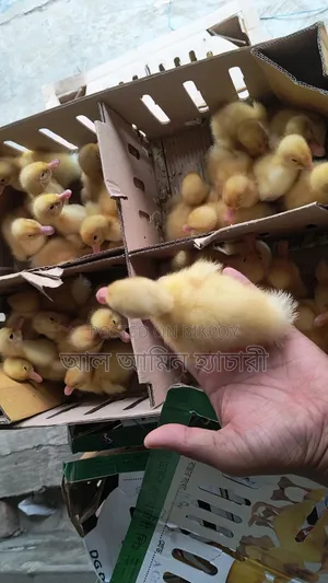 Why should you start a farm with Pekin Ducklings?