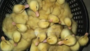 কেন Pekin Duck জাতের হাঁসের বাচ্চা দিয়ে খামার তৈরি করবেন?
