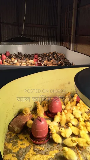 কেন Pekin Duck জাতের হাঁসের বাচ্চা দিয়ে খামার তৈরি করবেন?