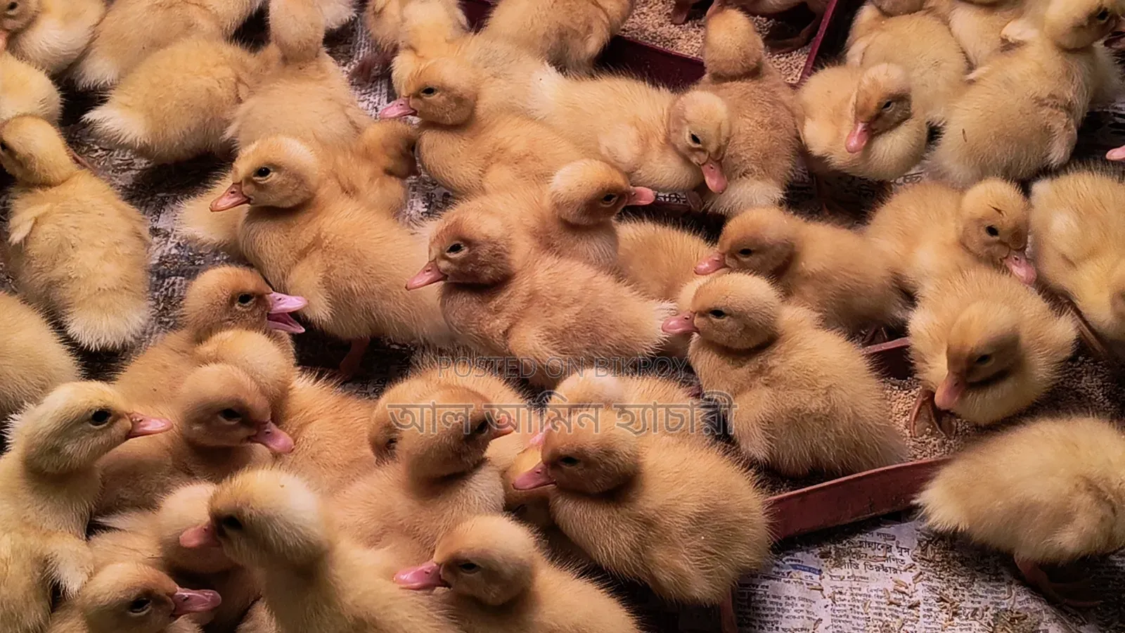 কেন Pekin Duck জাতের হাঁসের বাচ্চা দিয়ে খামার তৈরি করবেন?