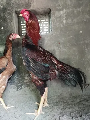 এক জোরা ইন্ডিয়ান লাইনের ফাইটার মোরগ মুরগী