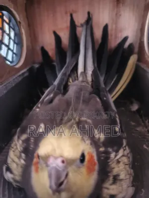 Cockatiel Birds