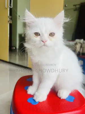 3-6 Months Male Purebred Persian
