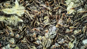 One-day-old Japanese Quail chicks for sale