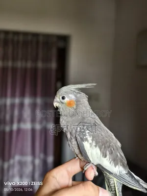 Cockatiel পাখি