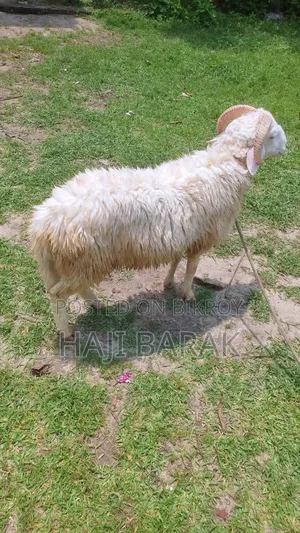 একটি গাড়ল পাঠা বিক্রি করা হবে।