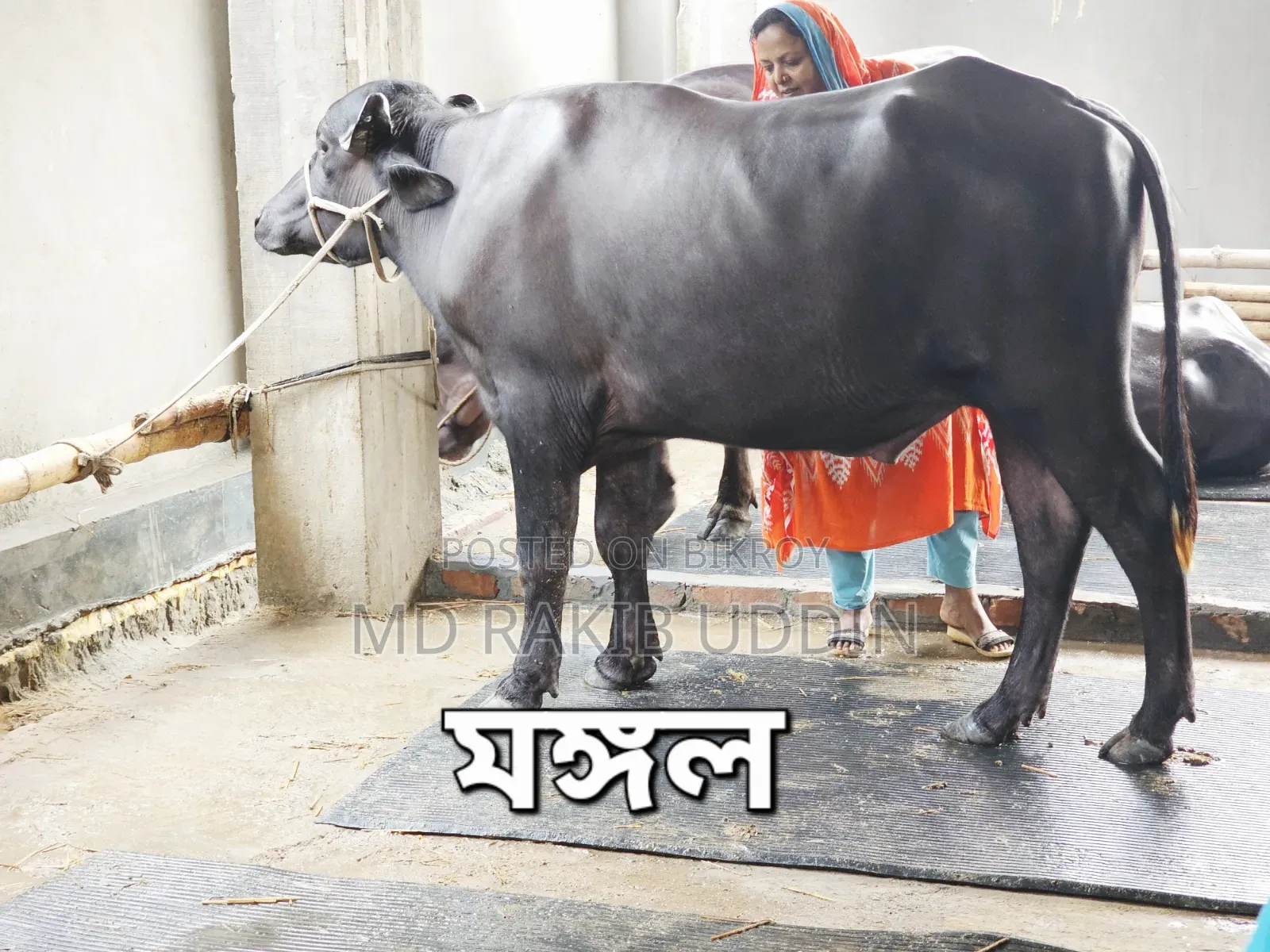 আপনার কুরবানীর জন্য সেরা মহিষ এখন হাতের নাগালে!