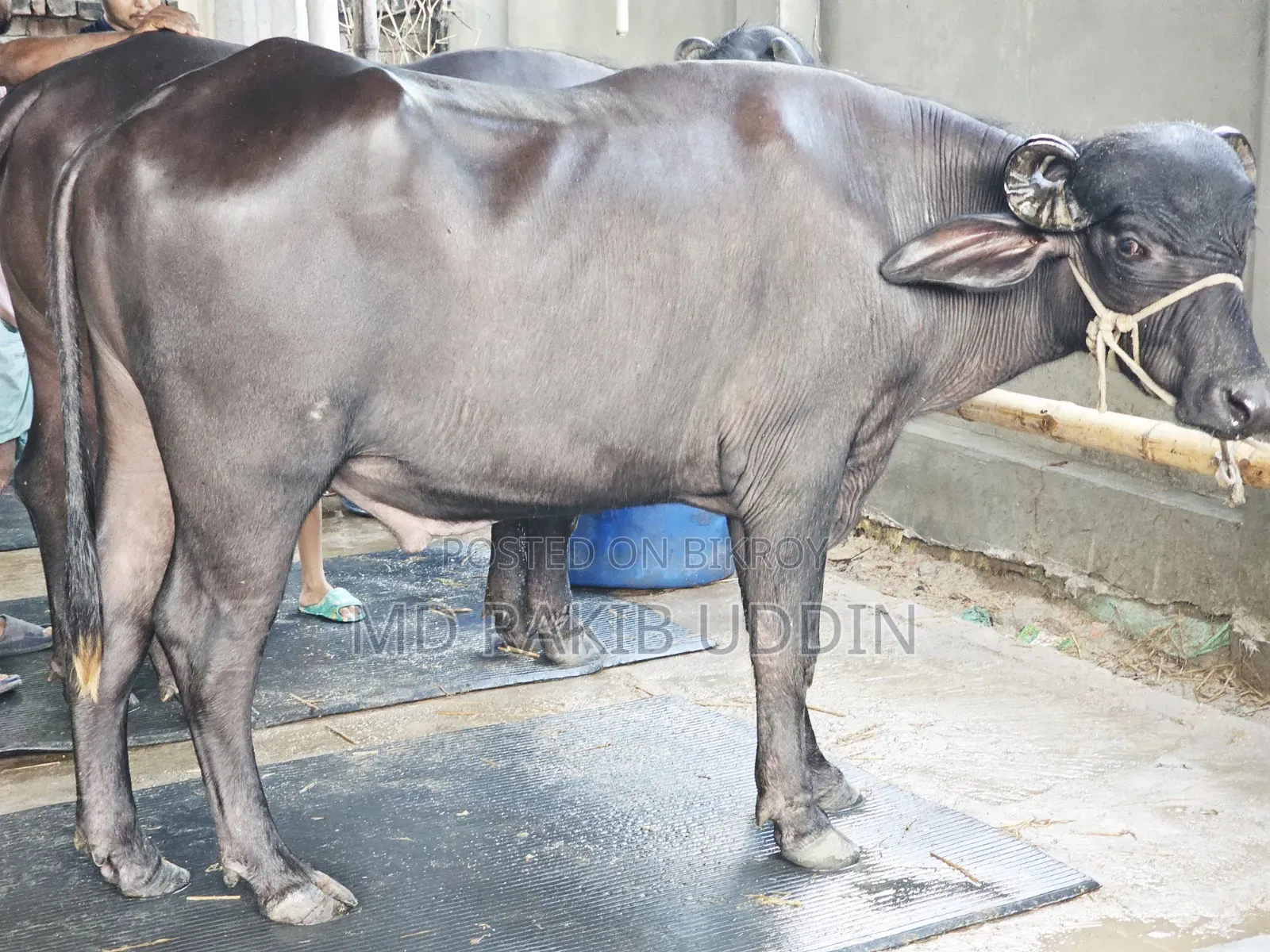 আপনার কুরবানীর জন্য সেরা মহিষ এখন হাতের নাগালে!