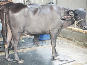 আপনার কুরবানীর জন্য সেরা মহিষ এখন হাতের নাগালে!