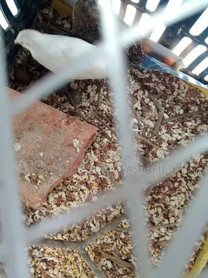 কিং কোয়েল ডিম