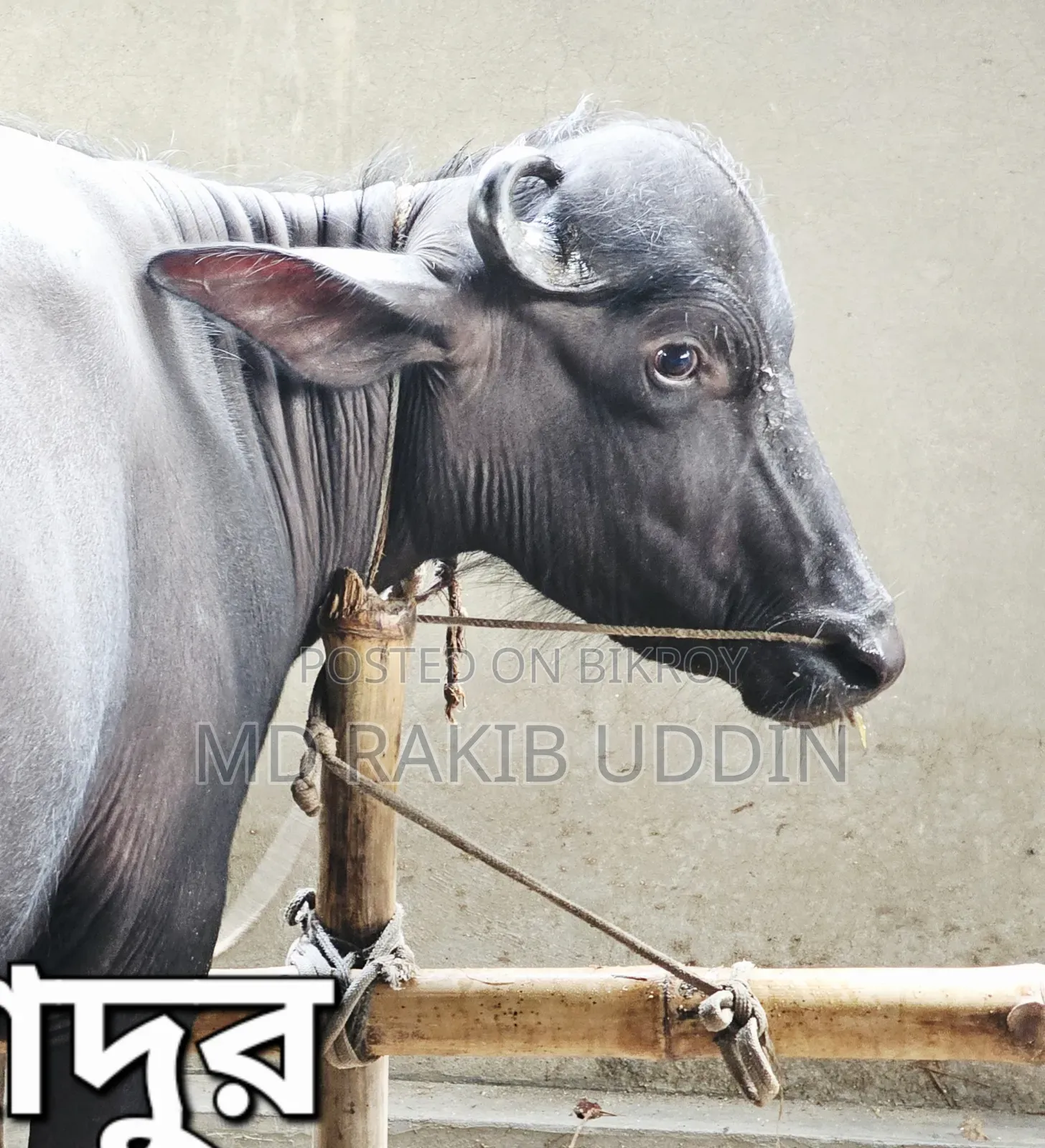 আপনার কুরবানীর জন্য সেরা মহিষ এখন হাতের নাগালে!