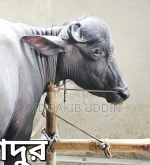 আপনার কুরবানীর জন্য সেরা মহিষ এখন হাতের নাগালে!