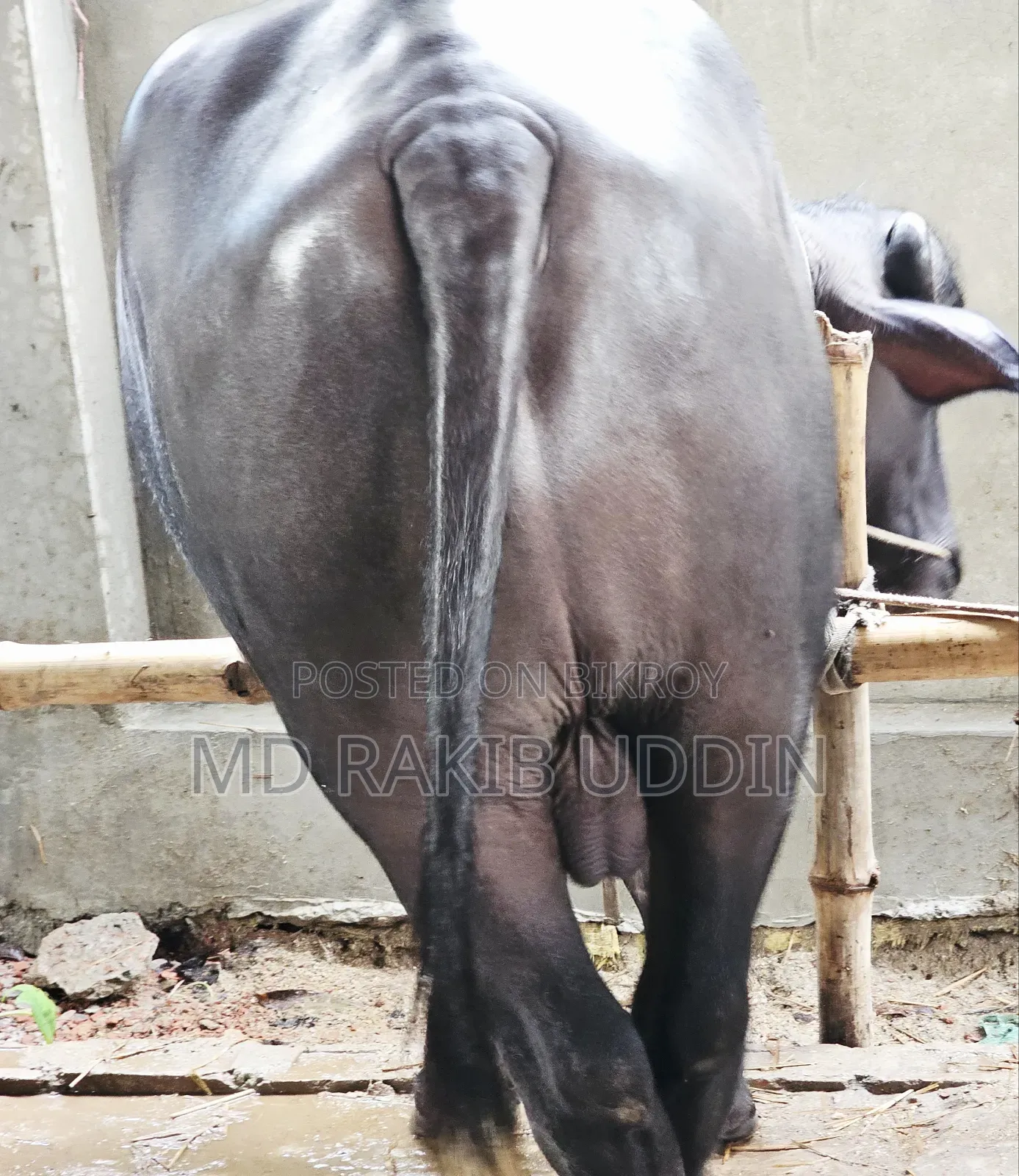 আপনার কুরবানীর জন্য সেরা মহিষ এখন হাতের নাগালে!