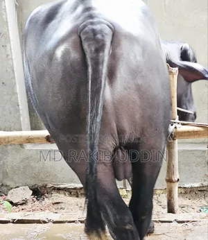 আপনার কুরবানীর জন্য সেরা মহিষ এখন হাতের নাগালে!
