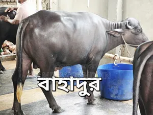 আপনার কুরবানীর জন্য সেরা মহিষ এখন হাতের নাগালে!