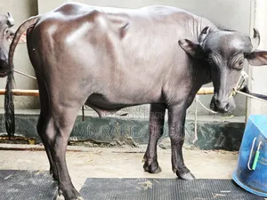 আপনার কুরবানীর জন্য সেরা মহিষ এখন হাতের নাগালে!