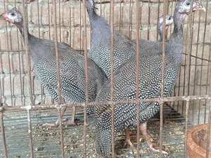 4 Guinea Fowl Chicks for Sale
