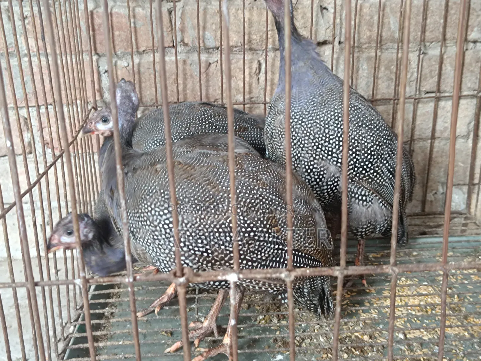 4 Guinea Fowl Chicks for Sale