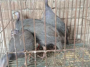 4 Guinea Fowl Chicks for Sale
