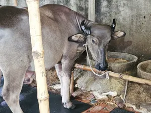 কুরবানির জন্য সেরা মহিষটি আজই সংগ্রহ করুন!