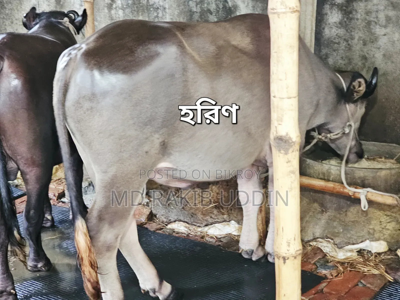 কুরবানির জন্য সেরা মহিষটি আজই সংগ্রহ করুন!