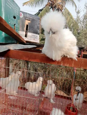 Silkie Chicken Chicks