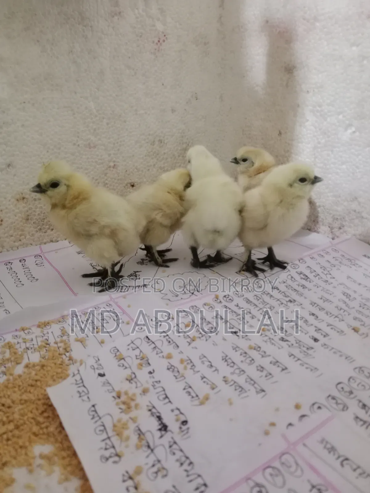 সিল্কি মুরগির বাচ্চা