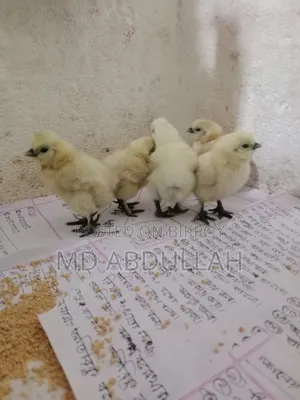সিল্কি মুরগির বাচ্চা