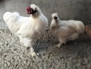সিল্কি মুরগির বাচ্চা