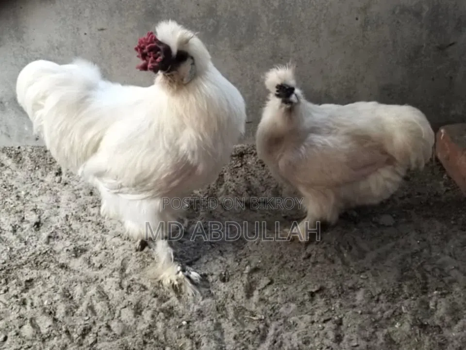 সিল্কি মুরগির বাচ্চা