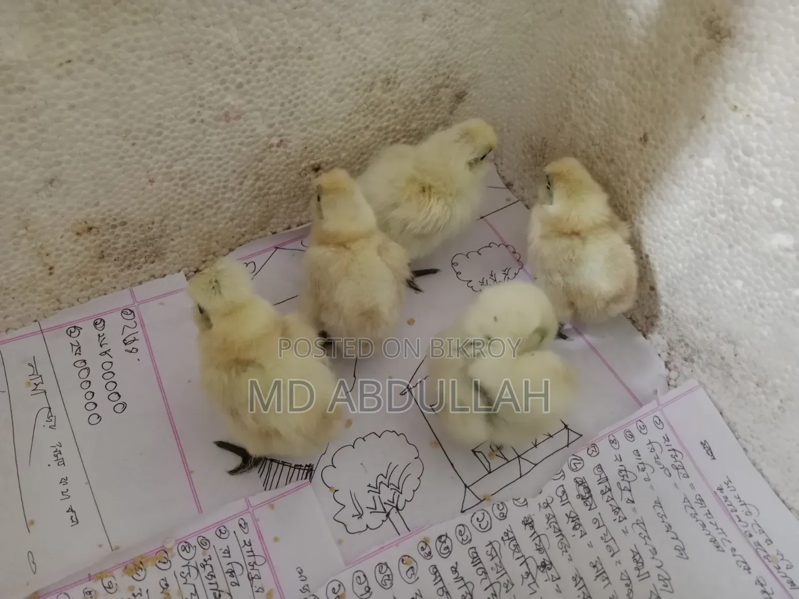 সিল্কি মুরগির বাচ্চা