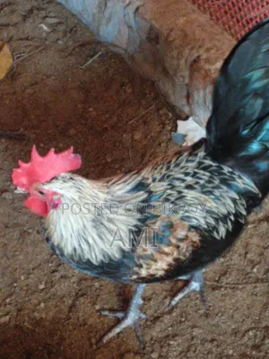 অরিজিনাল দেশি মোরগ বিক্রয় করা হবে