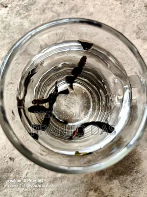 Black Moscow Guppy Fish for Sale