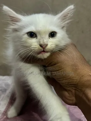 1-3 Months Male Purebred Persian
