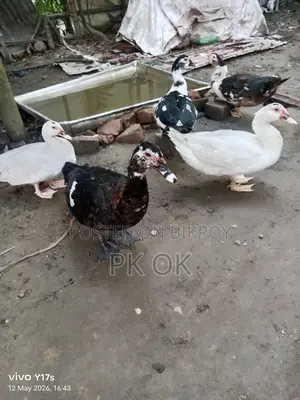 পুরো সাদা চিনার হাঁস