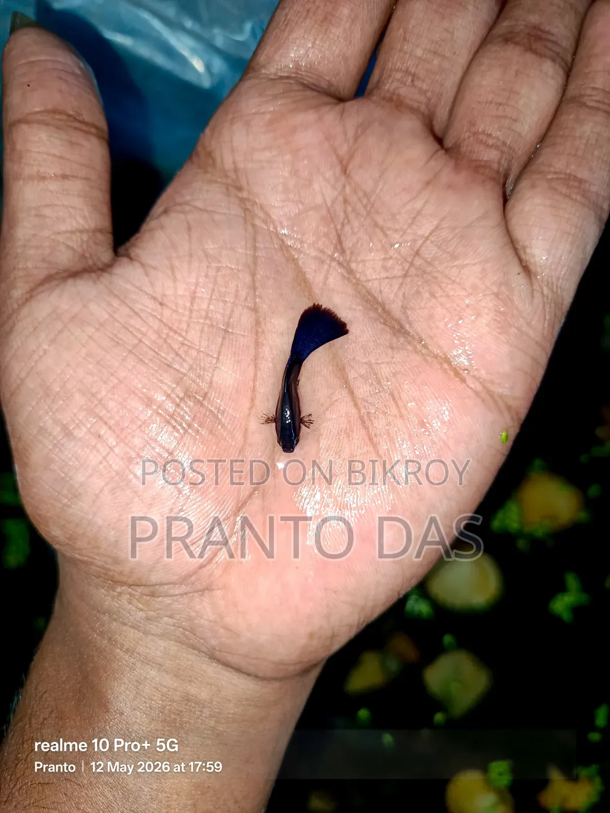 ব্ল্যাক মস্কো গাপ্পি বিক্রি