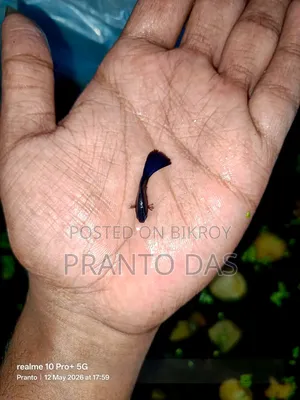 Black Moscow Guppy Sell