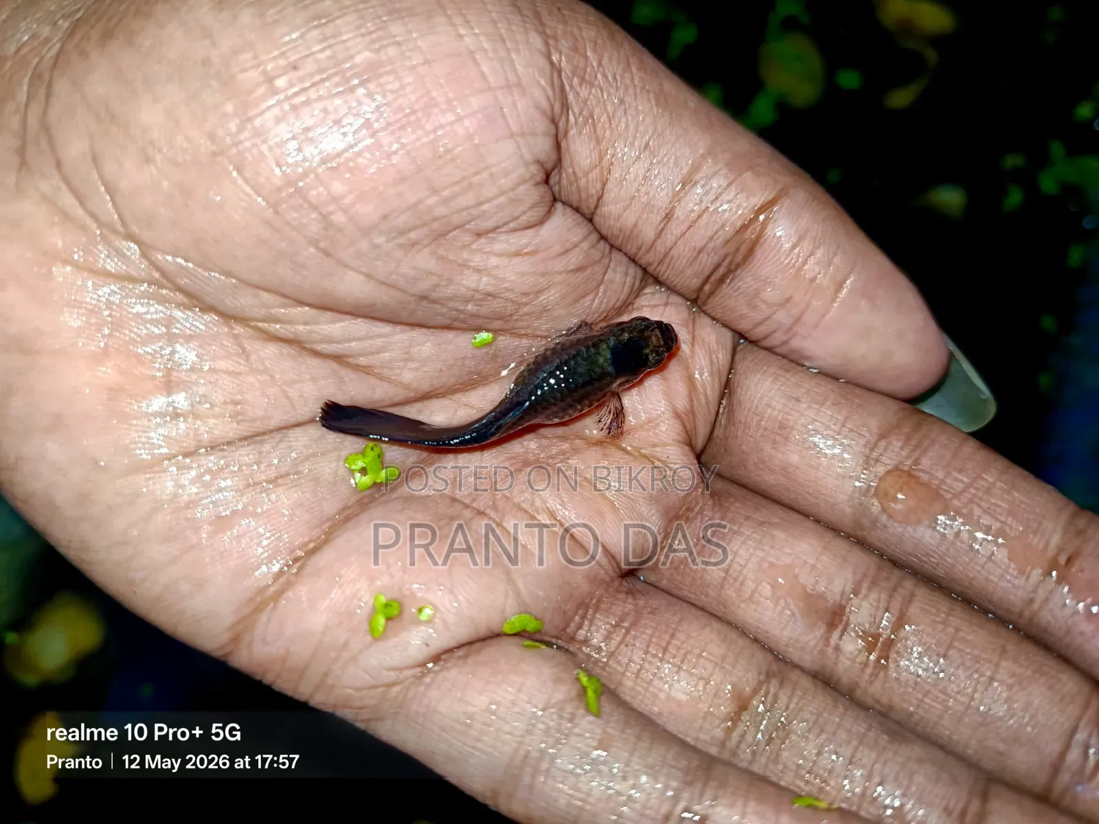 ব্ল্যাক মস্কো গাপ্পি বিক্রি