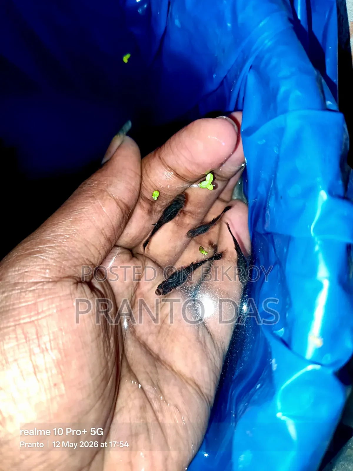 ব্ল্যাক মস্কো গাপ্পি বিক্রি