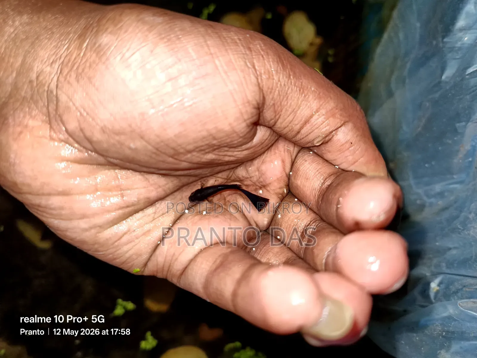 ব্ল্যাক মস্কো গাপ্পি বিক্রি