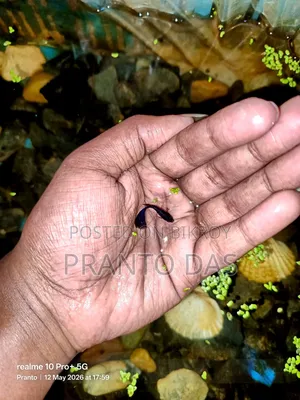Black Moscow Guppy Flash Sell