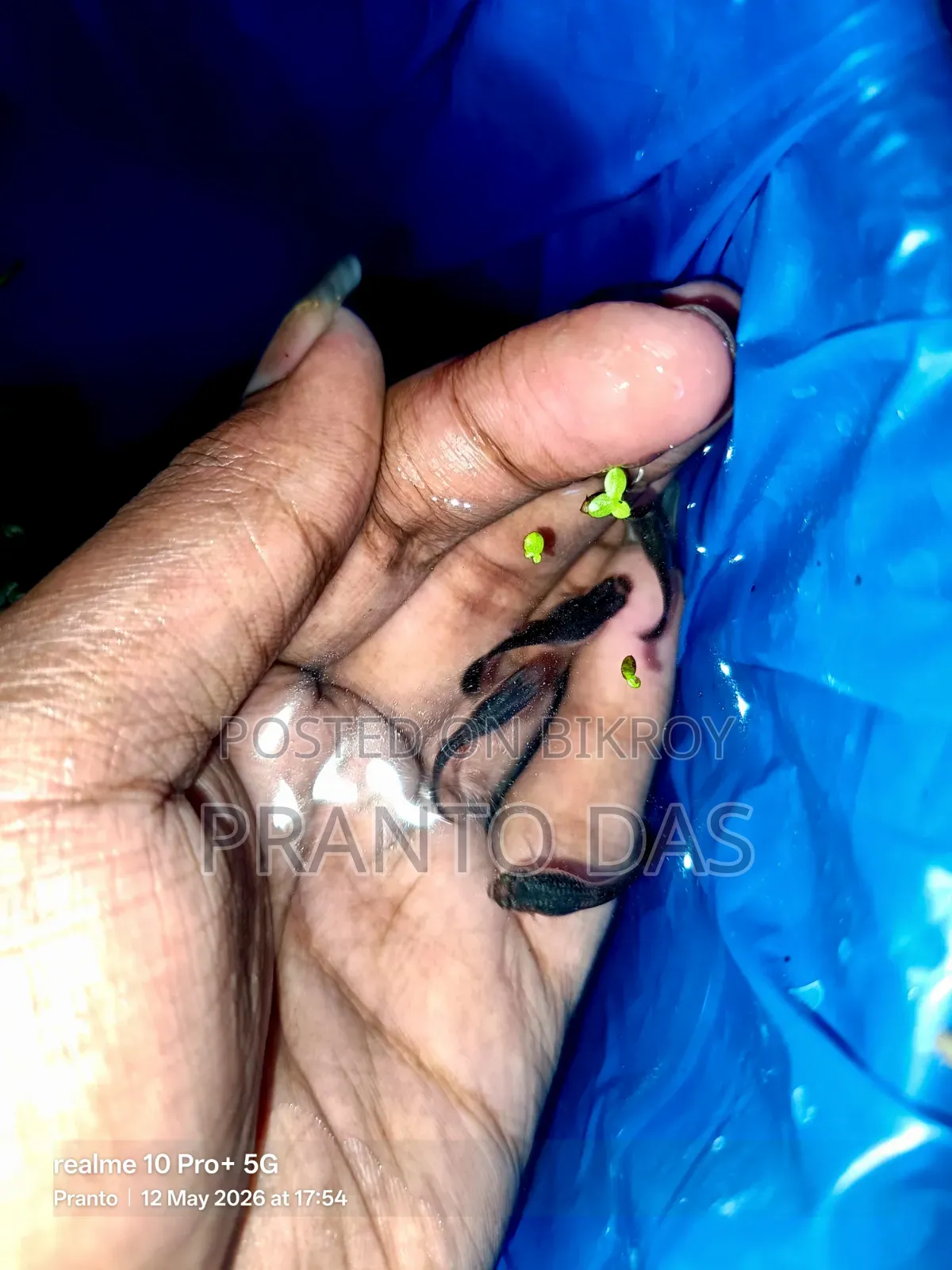 Black Moscow Guppy Flash Sell