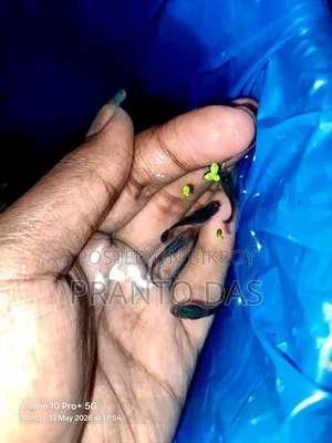 Black Moscow Guppy Flash Sell