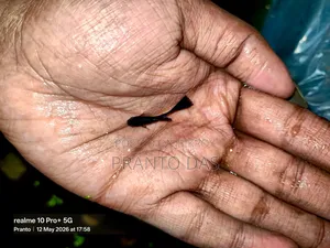 Black Moscow Guppy Flash Sell